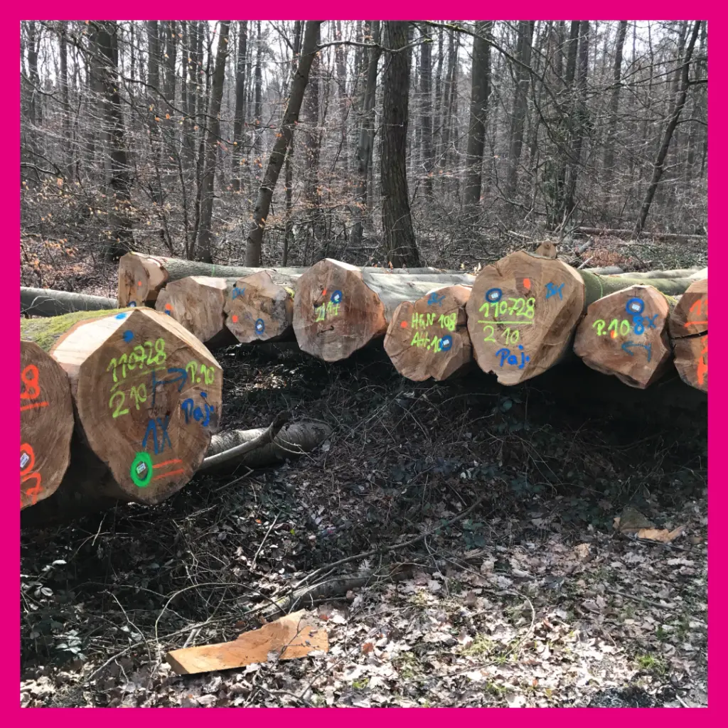 Holzstämme vor der Abholung im Hühnstetter Wald